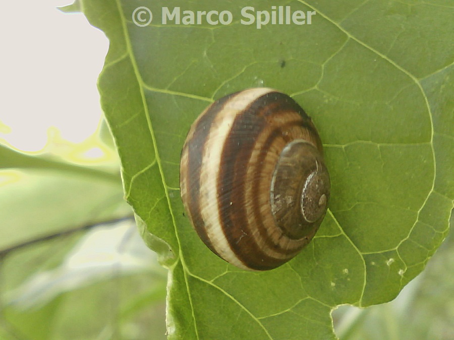 Chiocciola da identificare